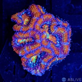 Rainbow Acan Mini Colony 1