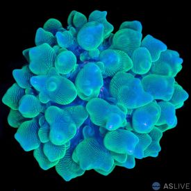 Bubble Coral 1 WYSIWYG