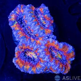 Rainbow Acan D07
