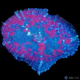 Rhodactis Mushroom Blue & Red