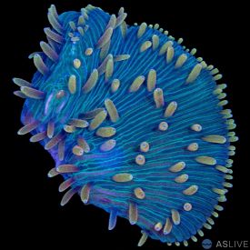 Diaseries Frag - Sour Apple Jolly Rancher WYSIWYG