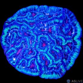 Ultra Symphyllia Wilsoni Coral 5 WYSIWYG