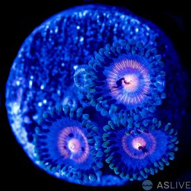 Super Woman Zoanthid