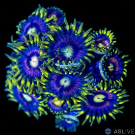 Laser Lemon Zoanthid