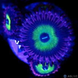 Pink Hippo Zoanthid