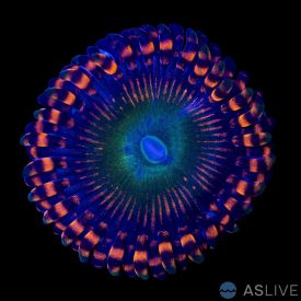 Candy Apple Orange Zoanthid
