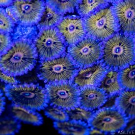 Chiquita Zoanthid