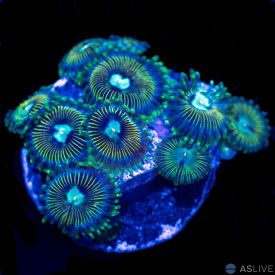 WWC Tweety Bird Zoanthid