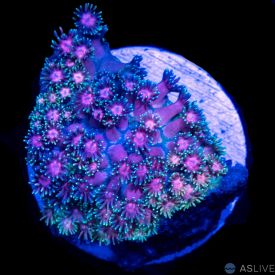 ASL Pink, Green, Blue Goni WYSIWYG