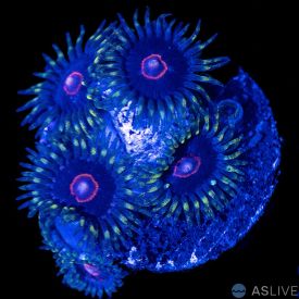 Joker Hornet Zoanthid
