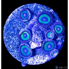 Emeralds On Fire Zoanthid