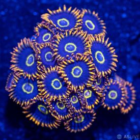 Rainbow Hornet Zoanthid