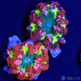 Flower Anemone Ultra Grade