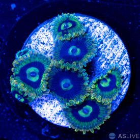 Yoda Zoanthid A19 WYSIWYG