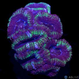 Blue & Green Acan C24 WYSIWYG