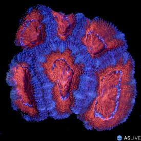 Acan Coral C20 WYSIWYG