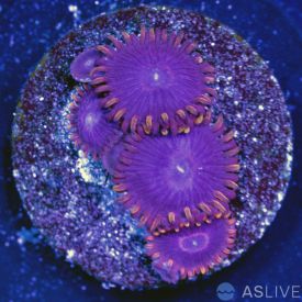 Zoanthid Coral C14 WYSIWYG