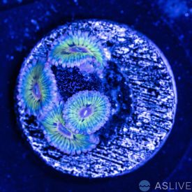 Chiquita Zoanthid Coral C22 WYSIWYG