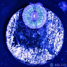 Chiquita Zoanthid Coral D05 WYSIWYG