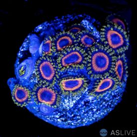 Jungle Juice Zoanthid (D85 WYSIWYG)