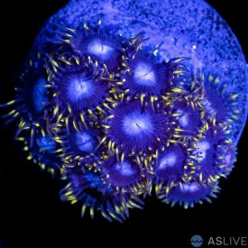 TSA Smurfette Zoanthid