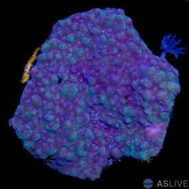 Montipora Blue and Green A40 - WYSIWYG