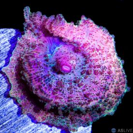 Ultra Rainbow Neglecta Mushroom WYSIWYG