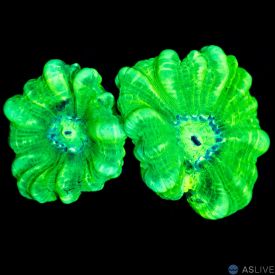 Neon Trumpet D35 WYSIWYG