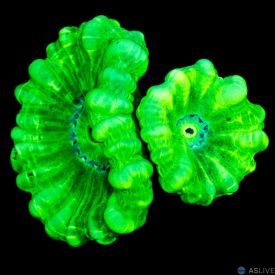 Neon Trumpet  D70 WYSIWYG