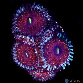 Salted Agave Zoanthid, WYSIWYG