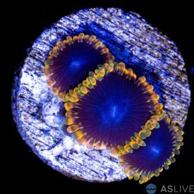 TSA Warp Drive Zoa D22, WYSIWYG