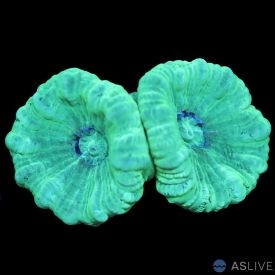 Neon Green Calastrea -Candy Cane - Trumpet Coral