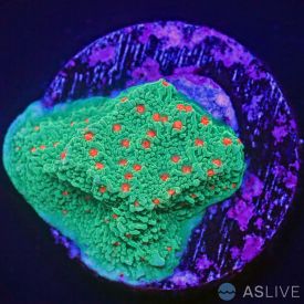 Seasons Greetings Montipora