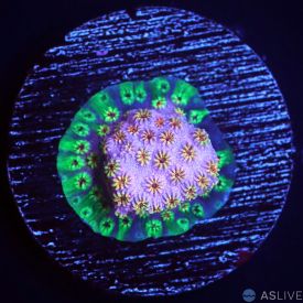 Skittles Bomb Cyphastrea