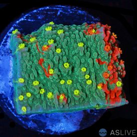 WWC Grafted Sunfire Montipora capricornis