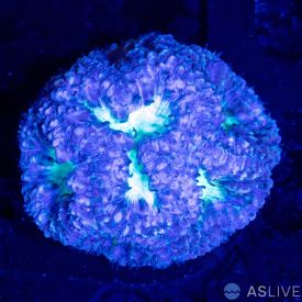Blasto Wellsi Blue & Green Mini Colony