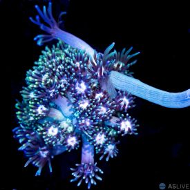 Goniopora D06, WYSIWYG