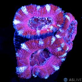 Acan B21, WYSIWYG