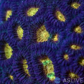 Justin Credabel's Ventura Favia