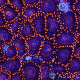 Twizzler Zoas