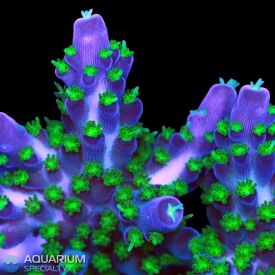 Garf Bonsai Acropora