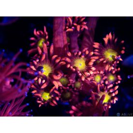 ASL Tropicana Goniopora 