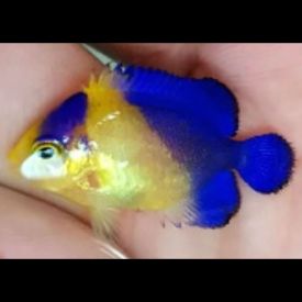 Captive Bred Bali Aquarich Purple Masked Angelfish - Small