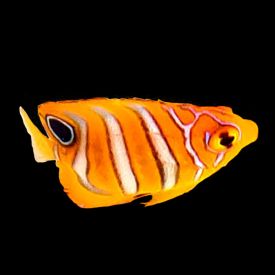 Bali Aquarich Captive Bred Regal Angelfish Small