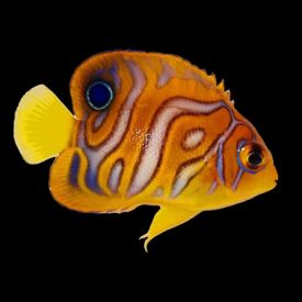 Bali Aquarich Captive Bred Regal Angelfish Special Pattern Small