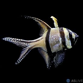 Captive Bred Banggai Cardinal Fish