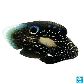 ORA Marine Betta (Calloplesiops altivelis)