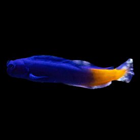Bicolor Blenny, Ecsenius bicolor