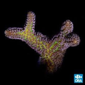 ORA Aquacultured Bird of Paradise (Seriatopora sp.)