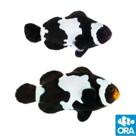 ORA Black Snowflake Clownfish Pair (Amphiprion ocellaris)